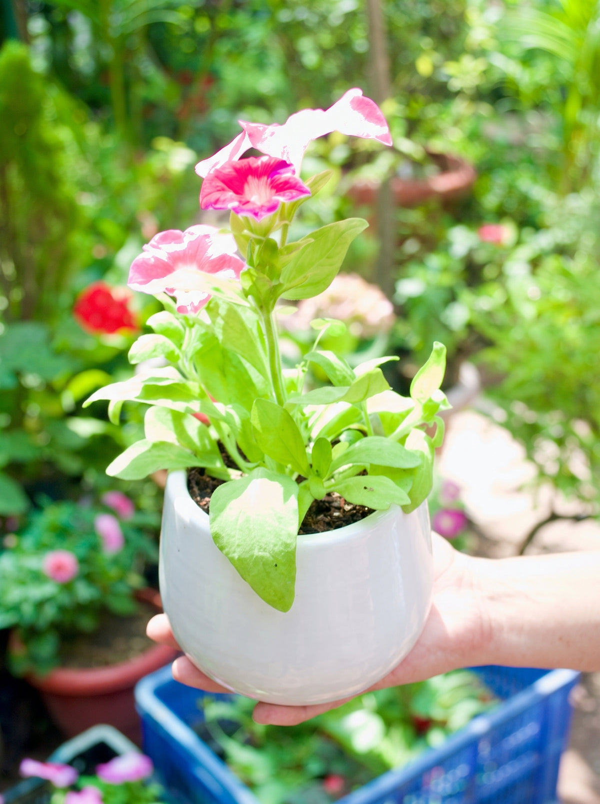 Petunia (Dreams Rose)