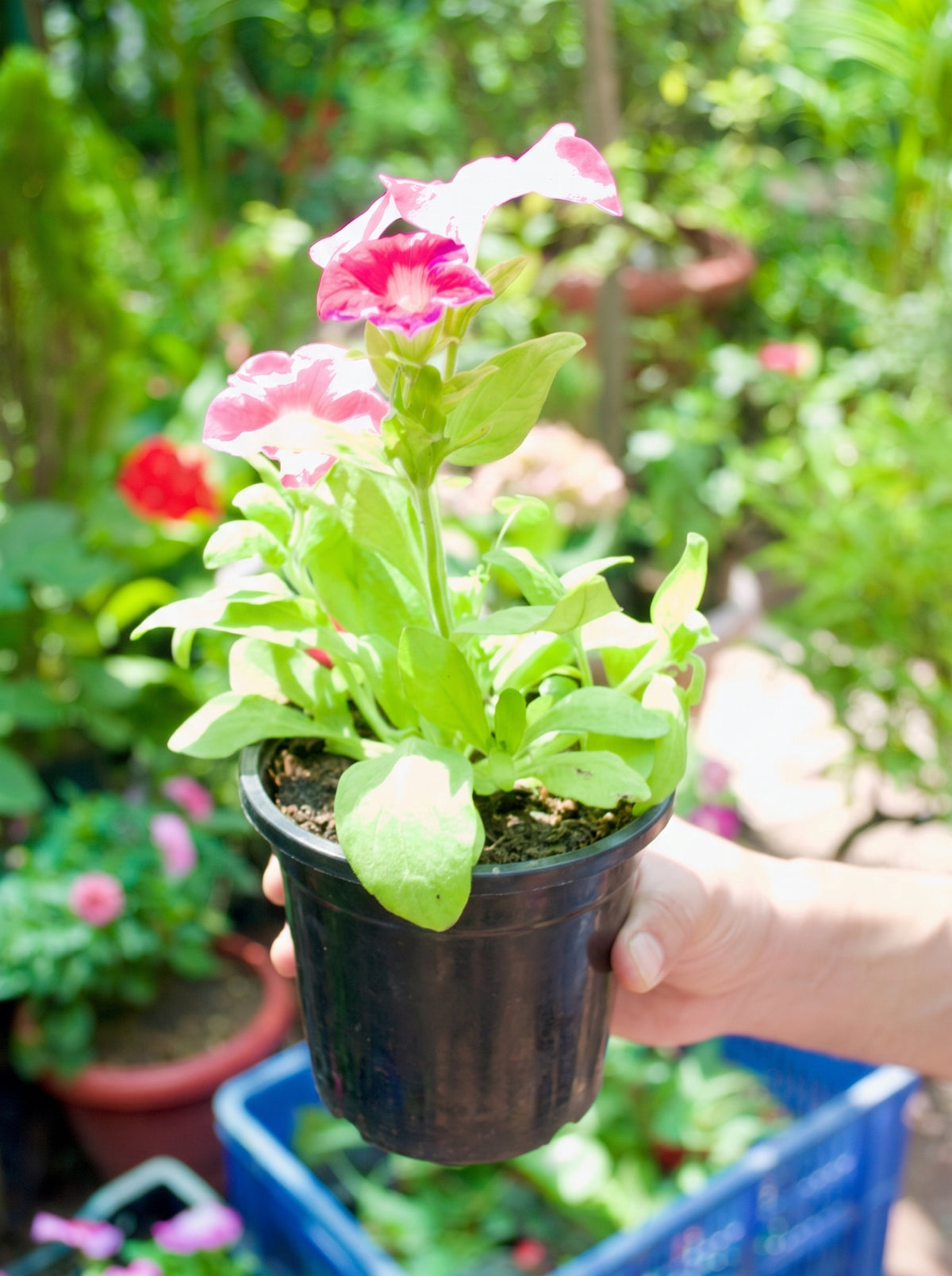 Petunia (Dreams Rose)