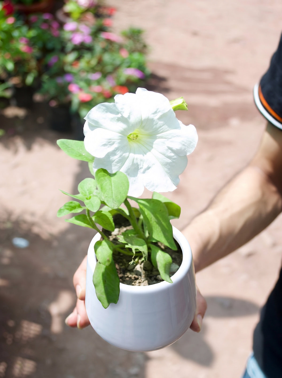 Petunia (Dream White)