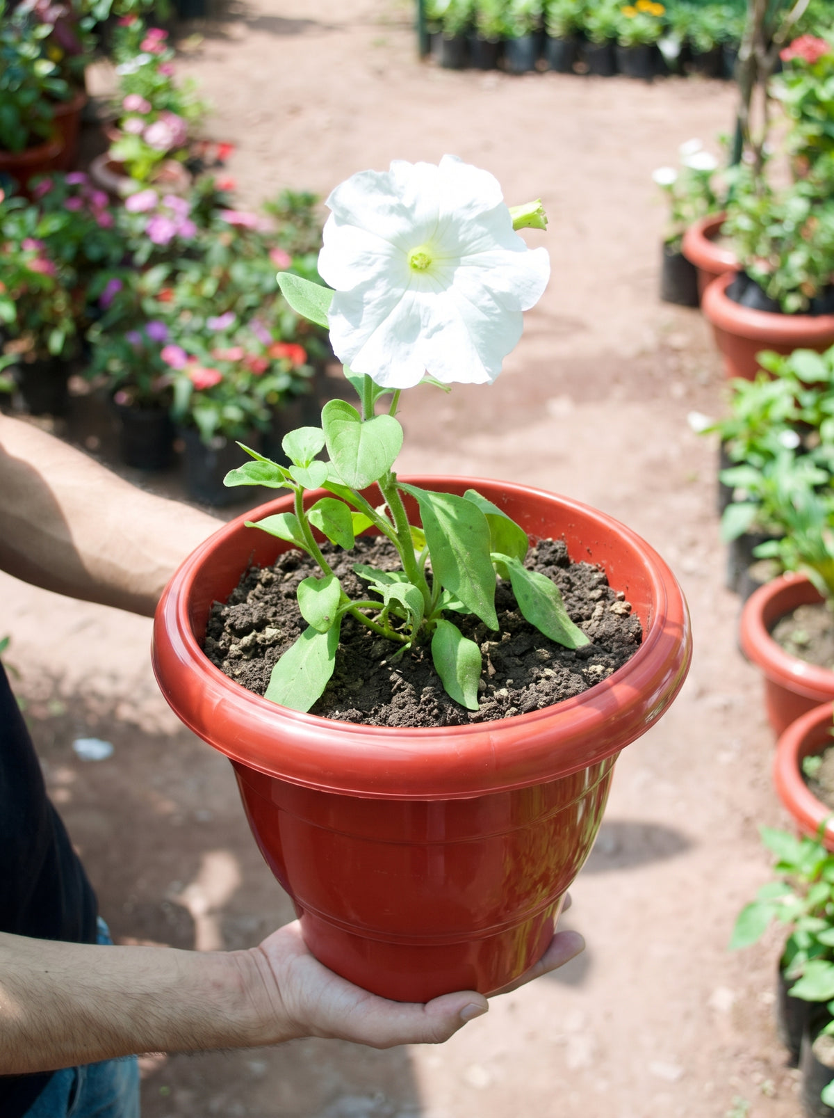 Petunia (Dream White)