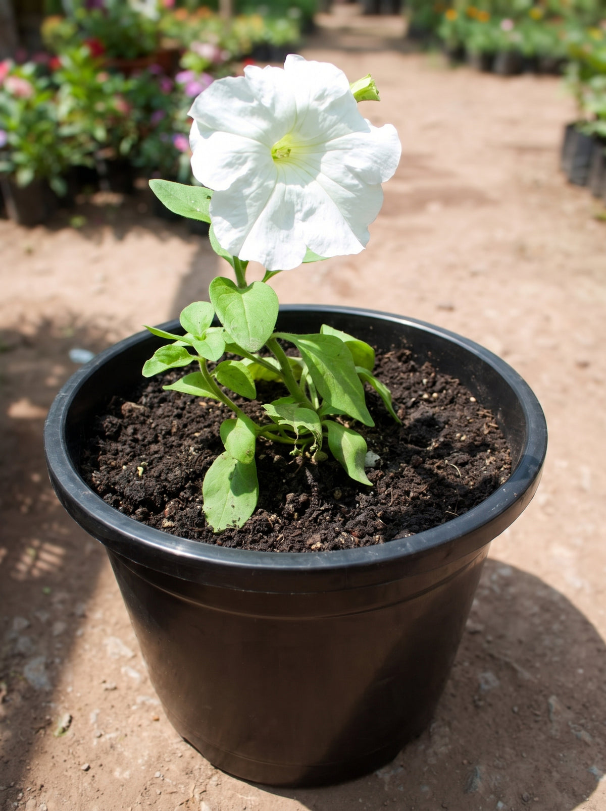 Petunia (Dream White)