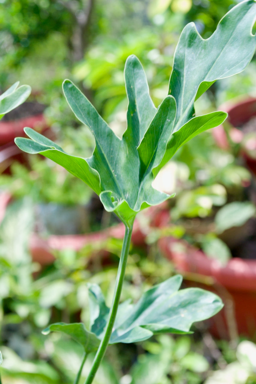 Tree Philodendron