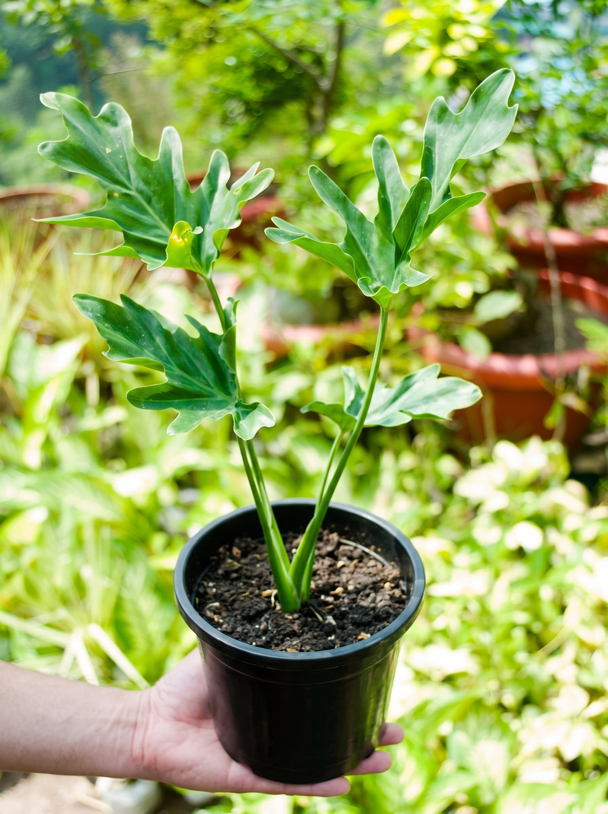 Tree Philodendron