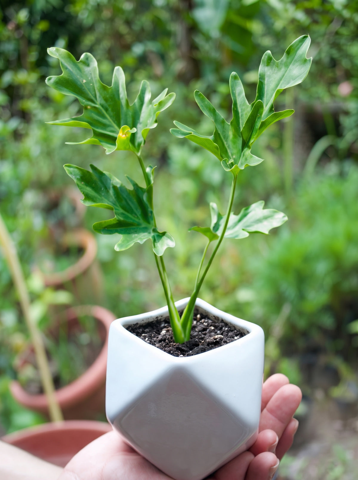 Tree Philodendron