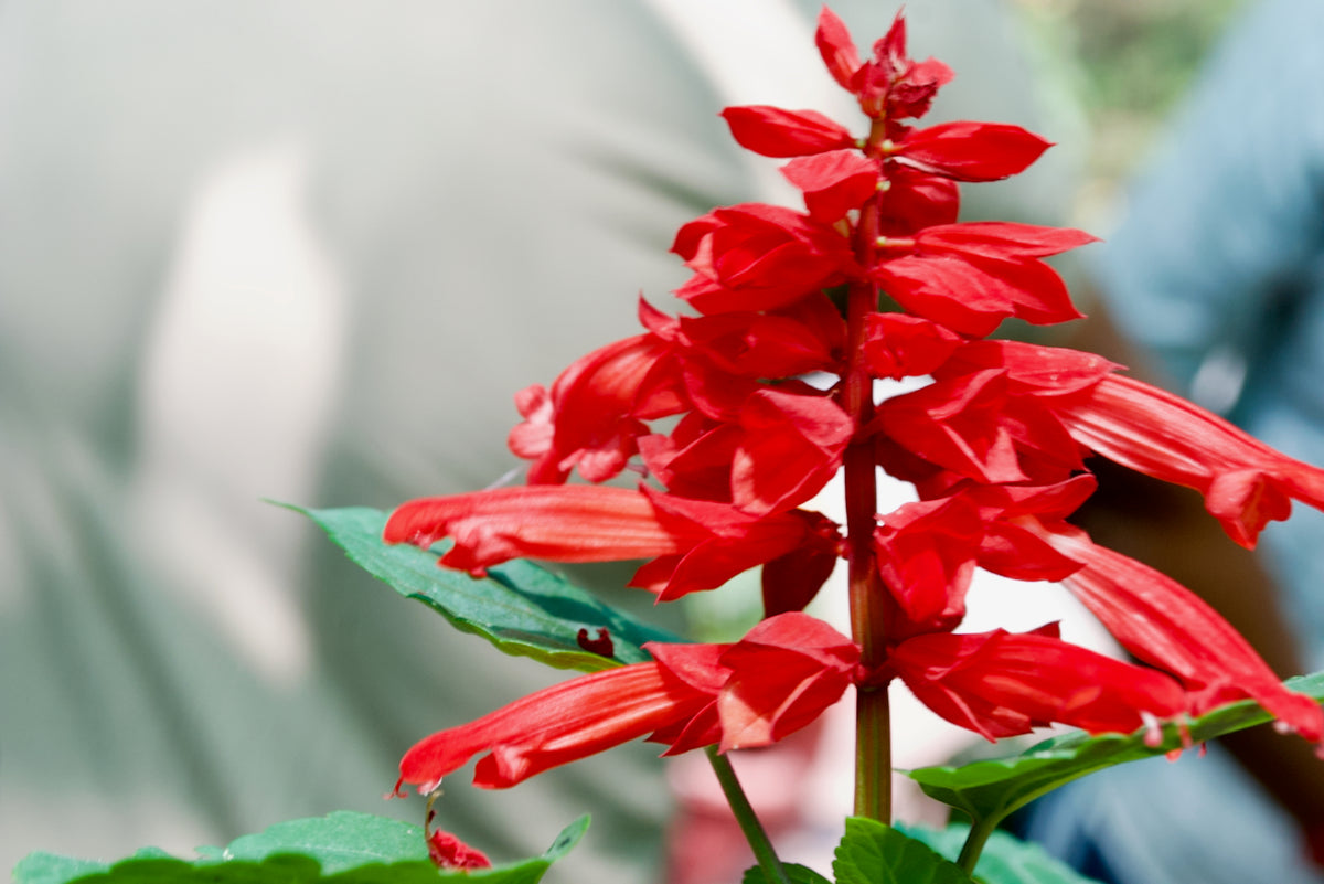 Red Salvia