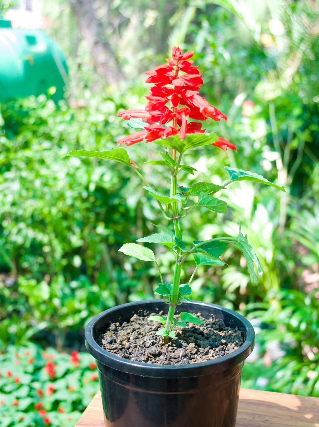Red Salvia
