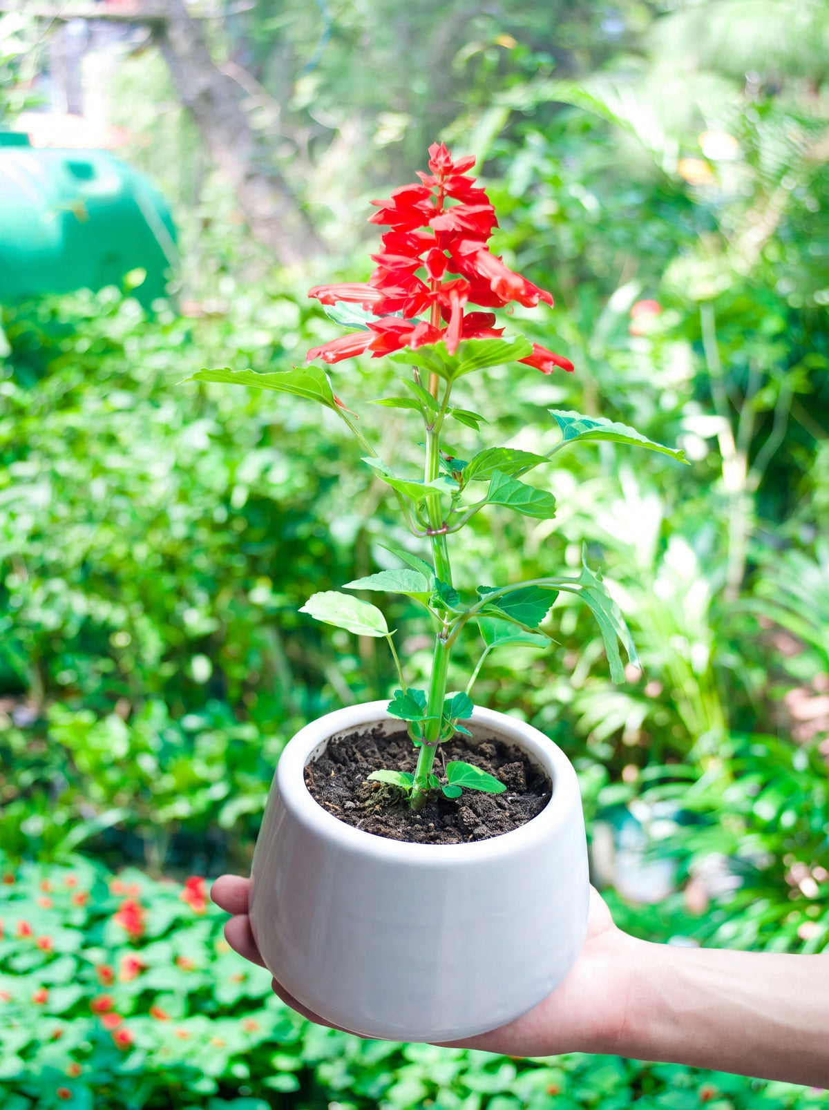 Red Salvia