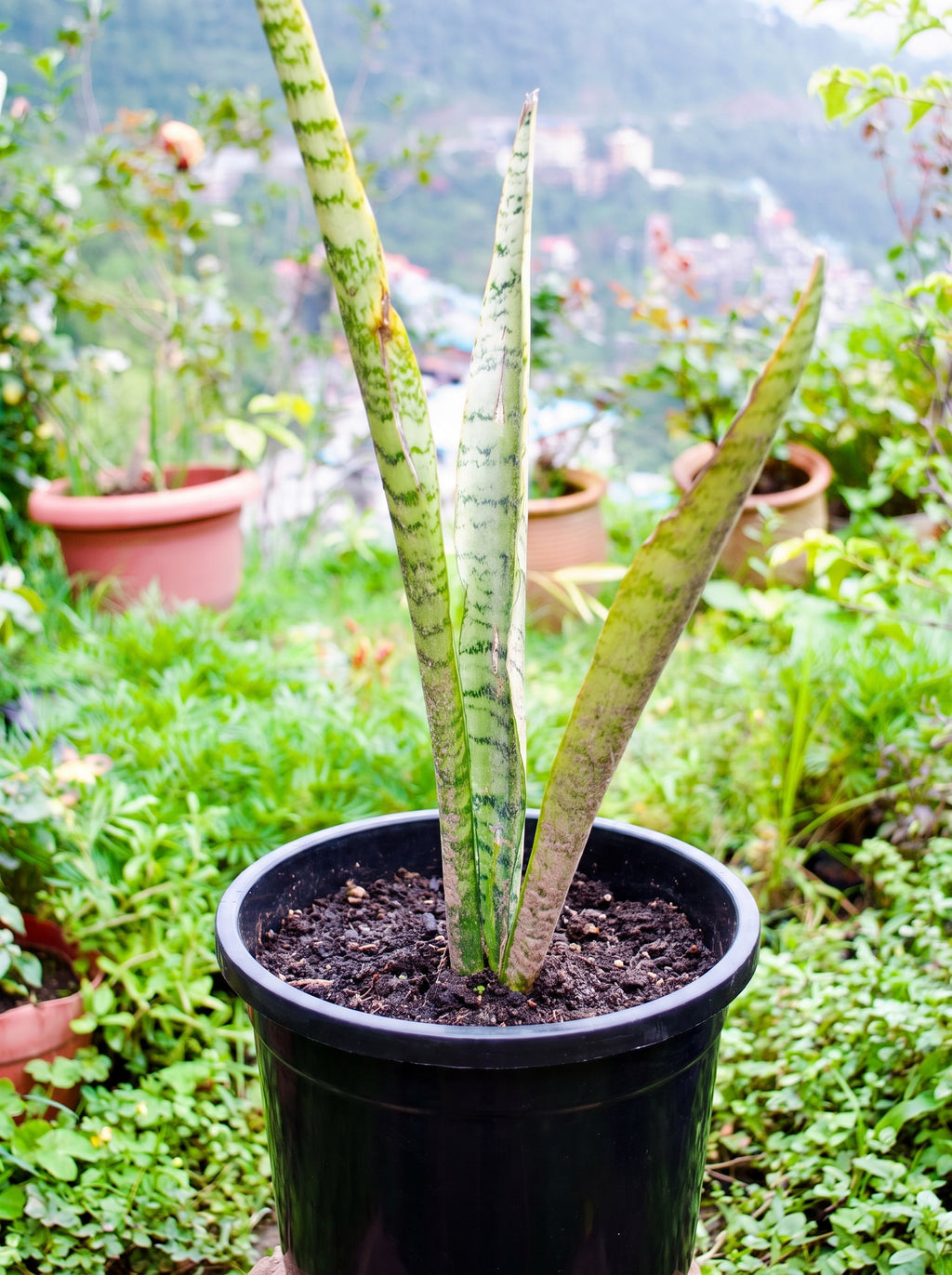 Snake Plant
