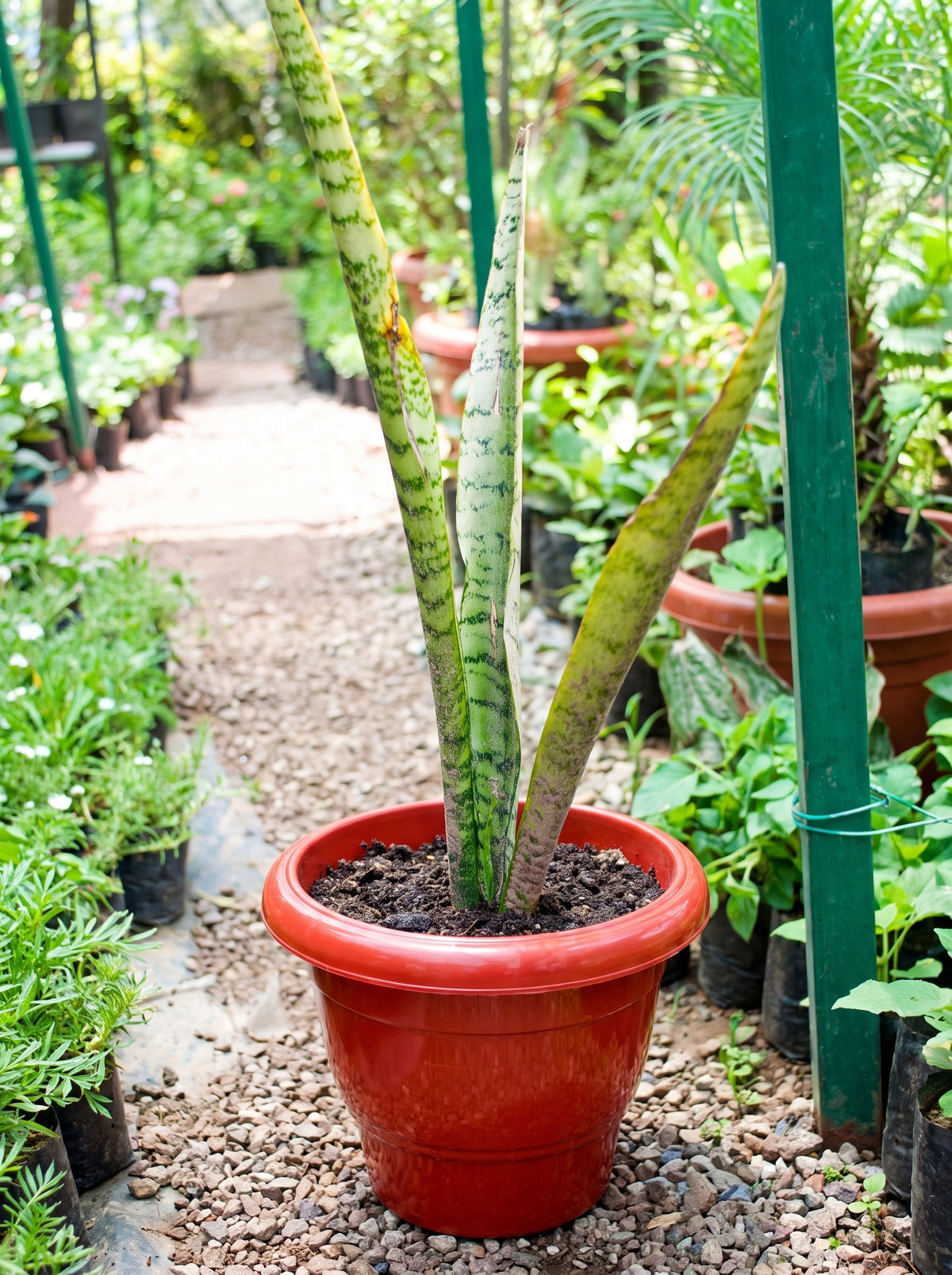 Snake Plant