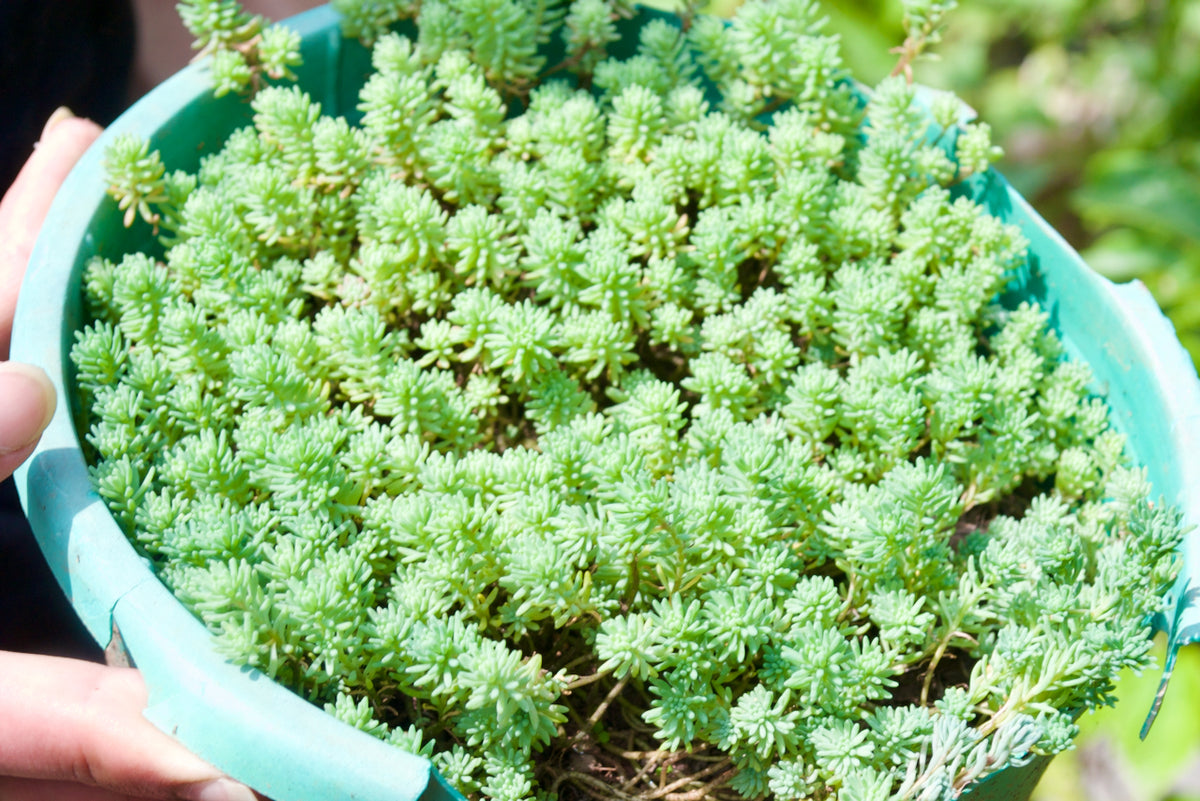 Stonecrop