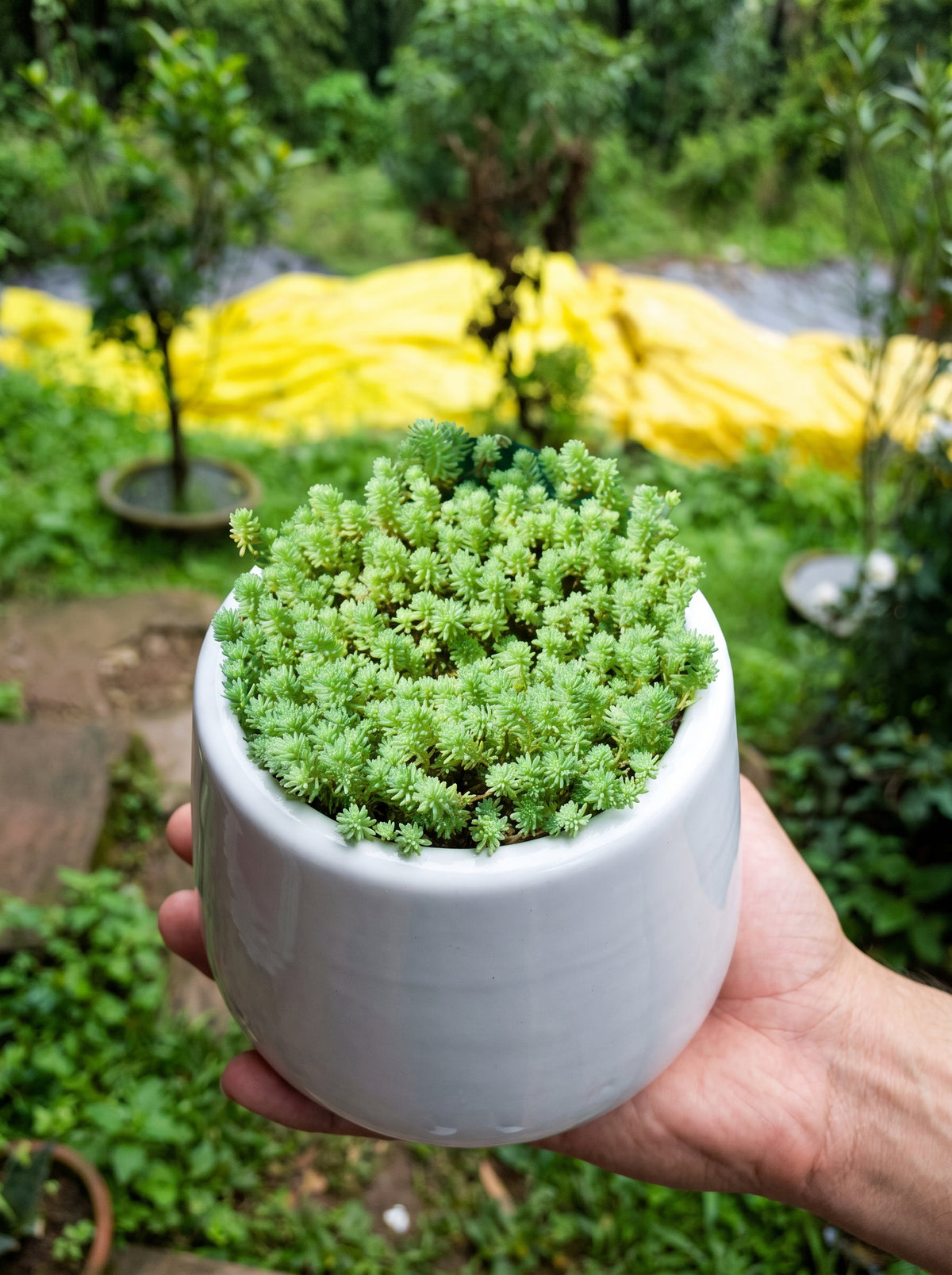 Stonecrop