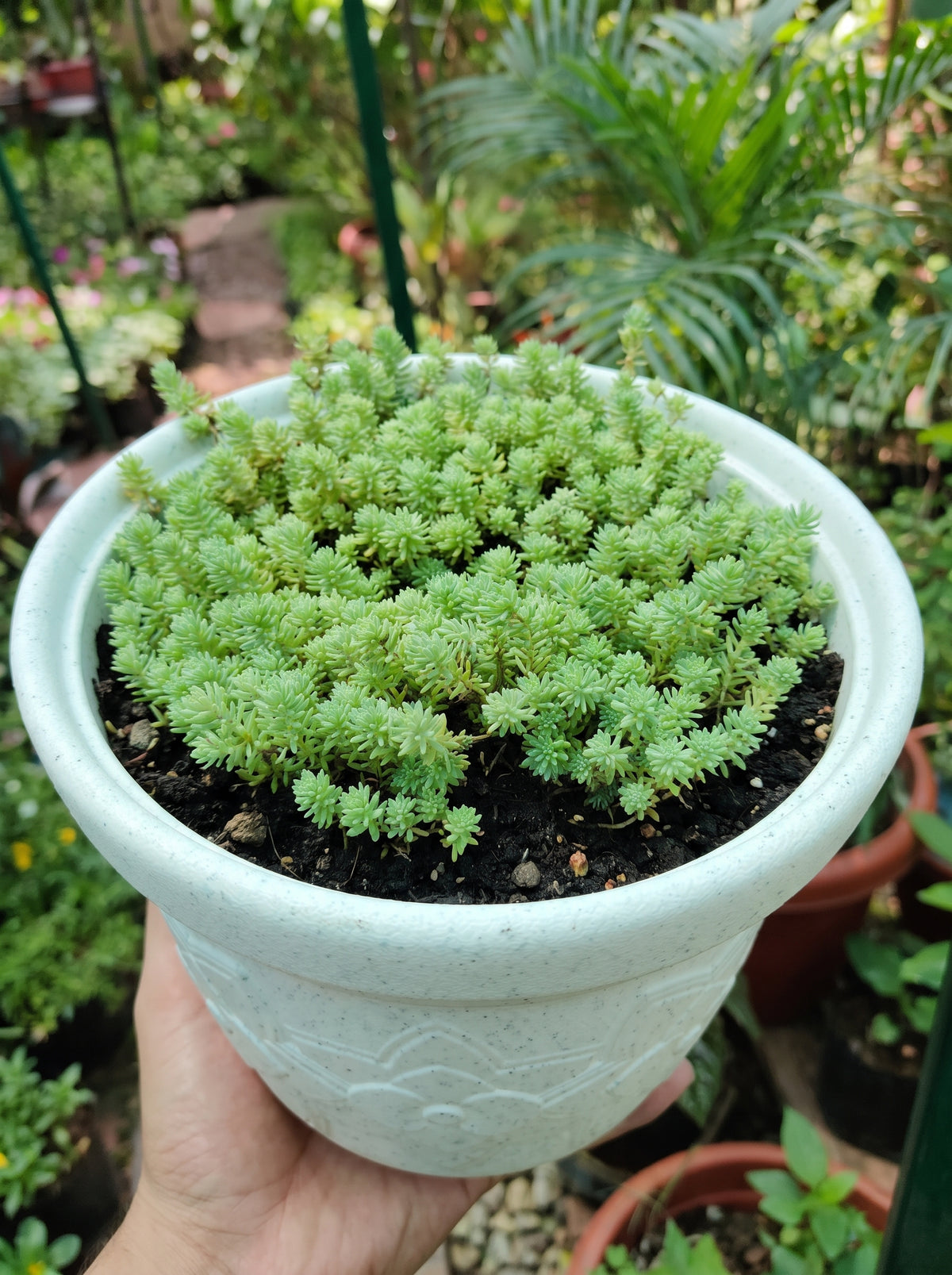 Stonecrop