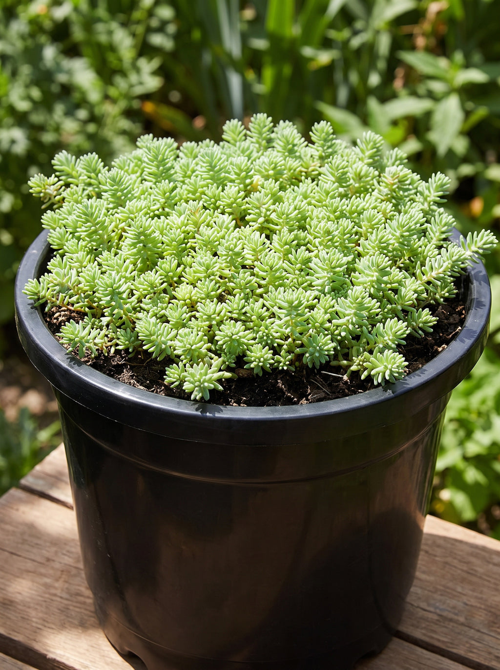Stonecrop