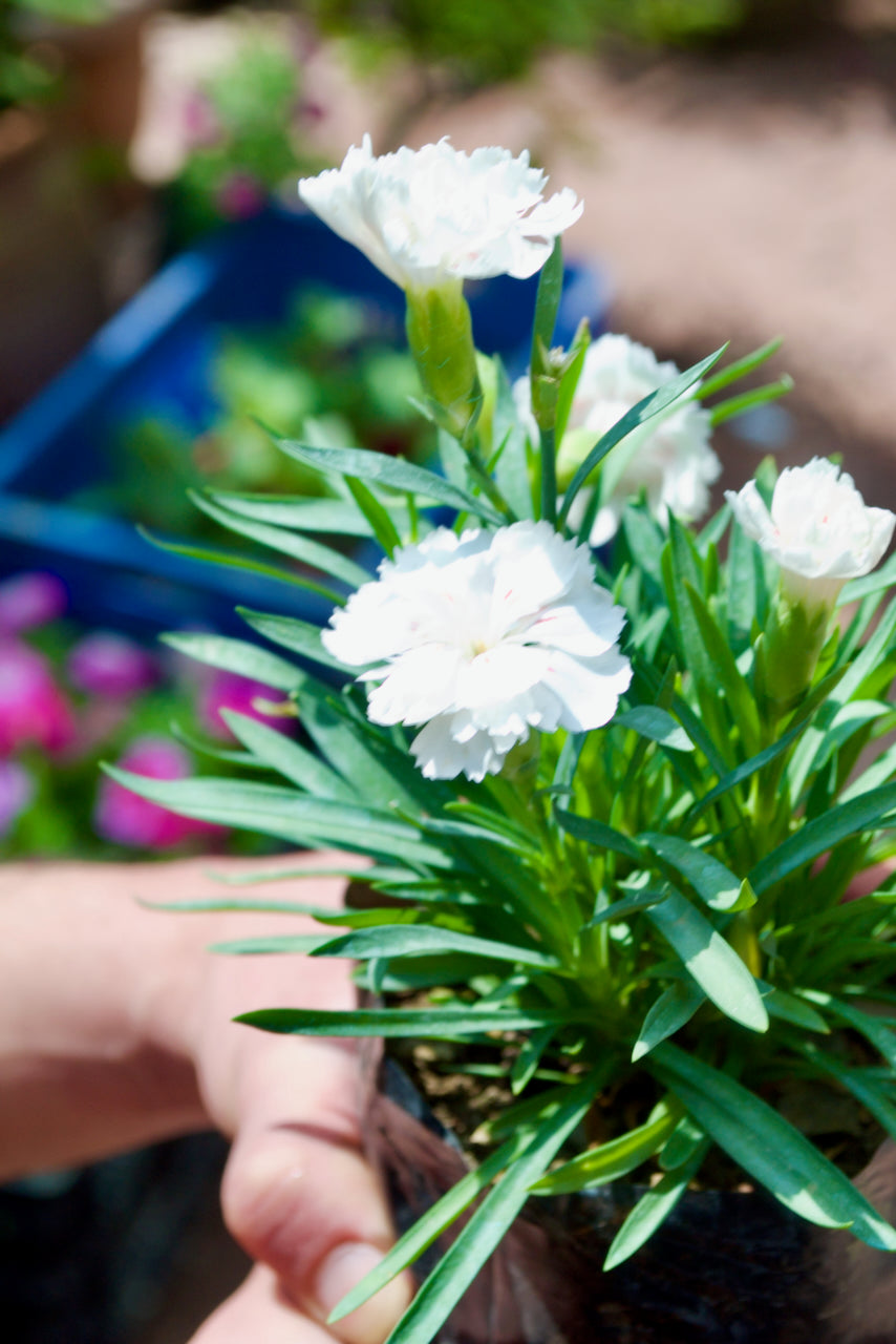 Carnation Dianthus (Snow White)
