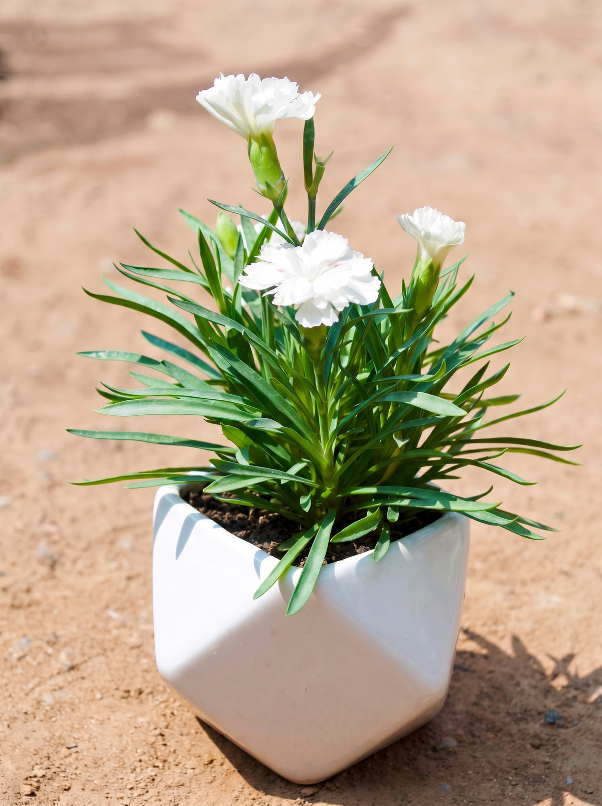 Carnation Dianthus (Snow White)