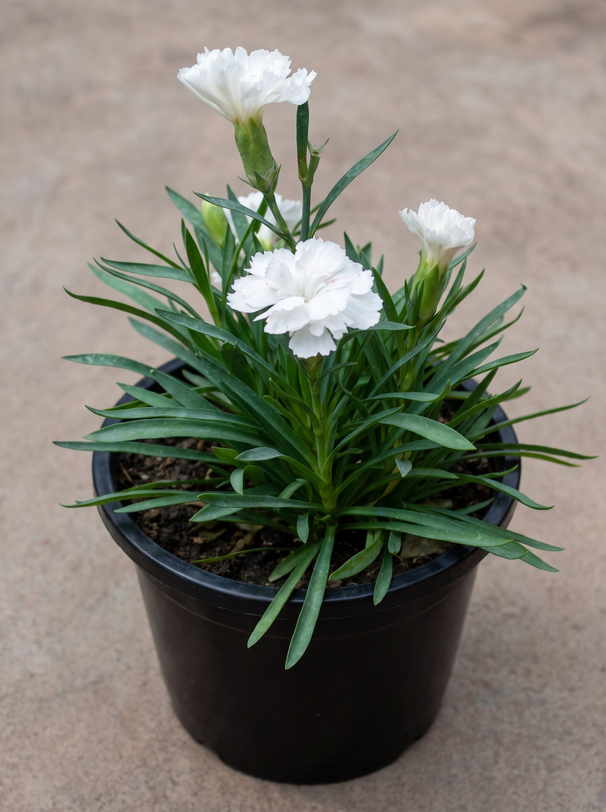 Carnation Dianthus (Snow White)