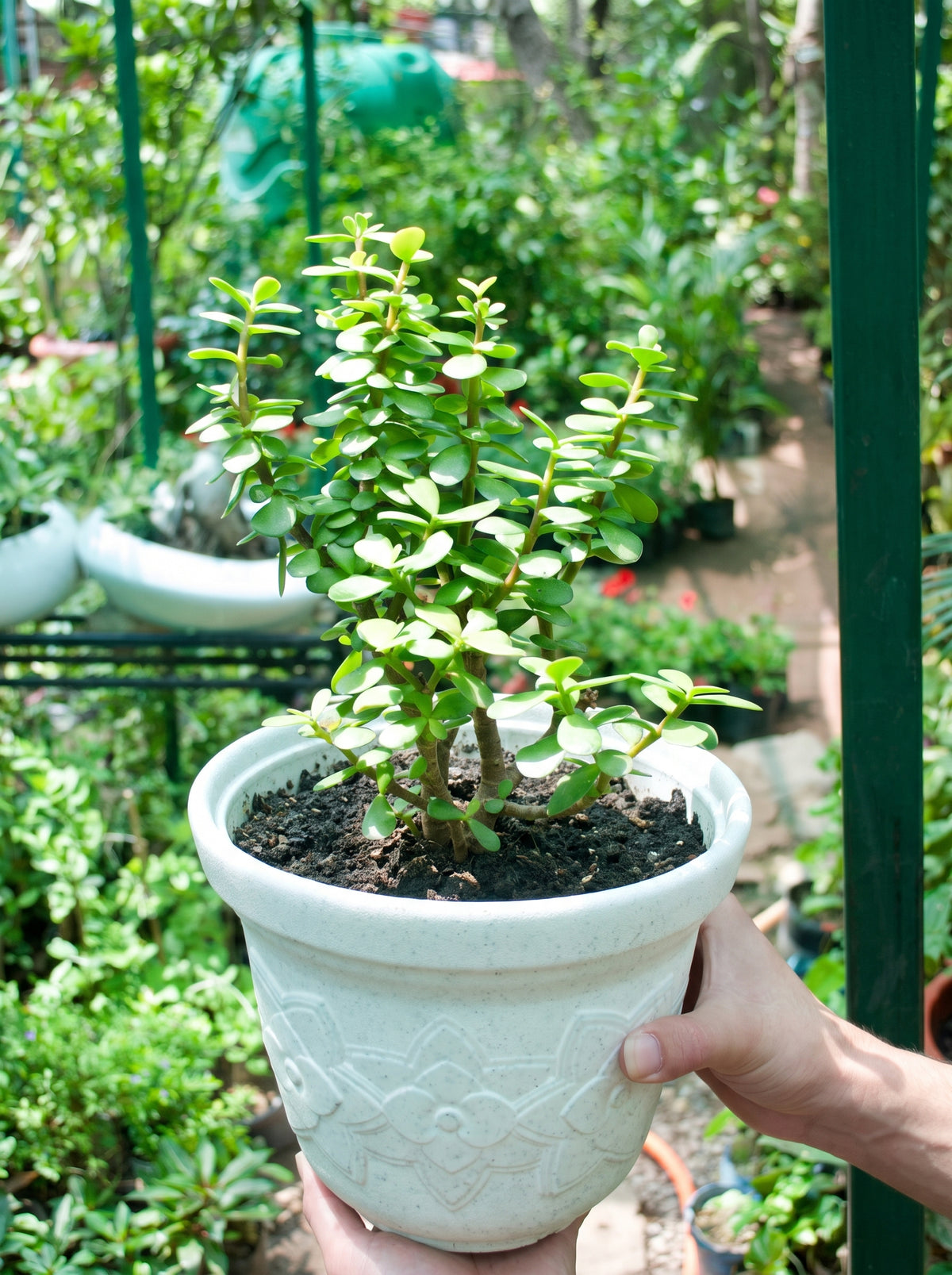 Jade Plant