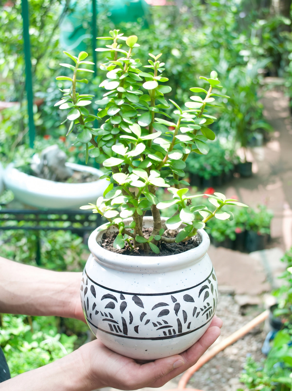 Jade Plant