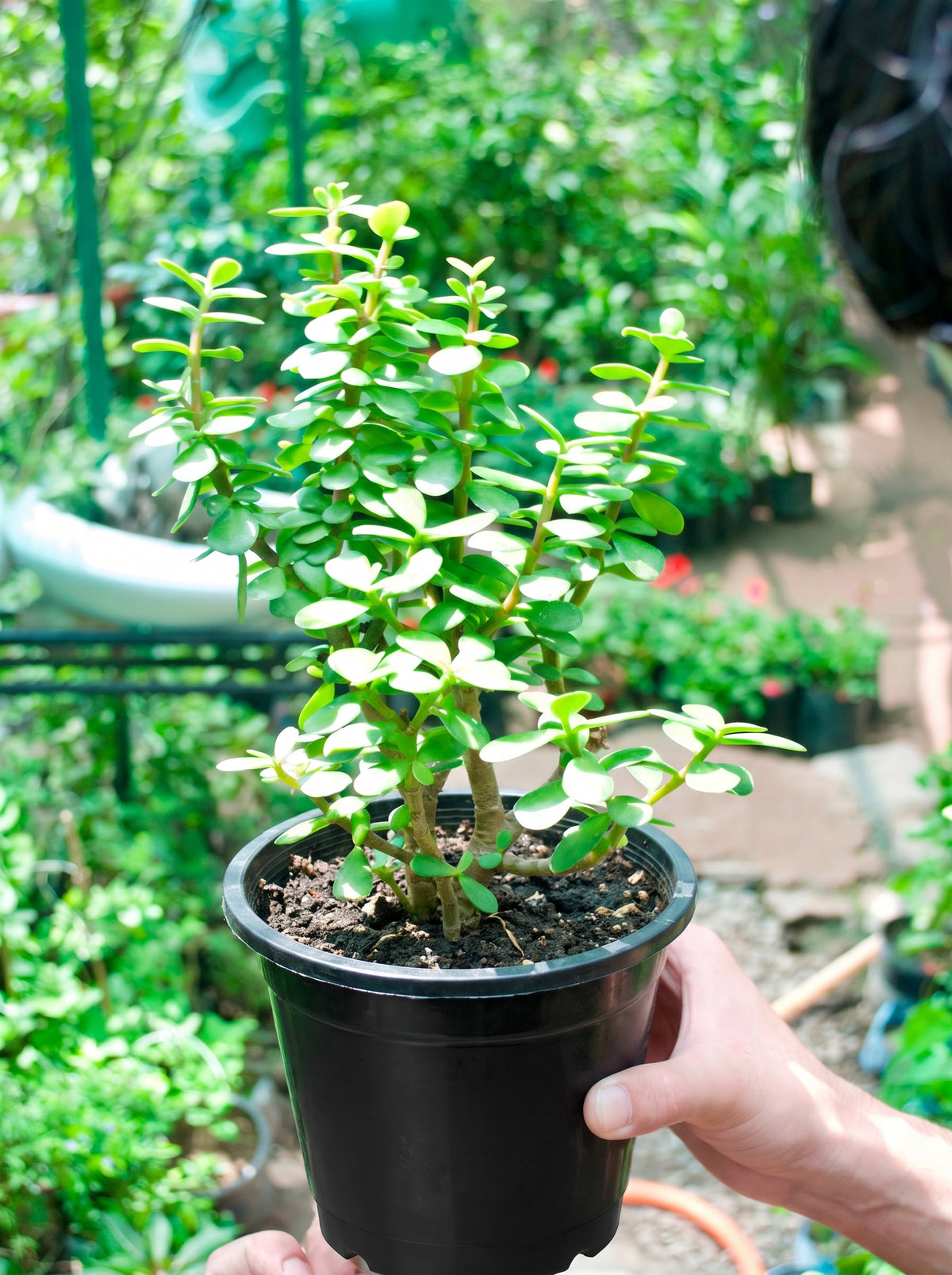 Jade Plant