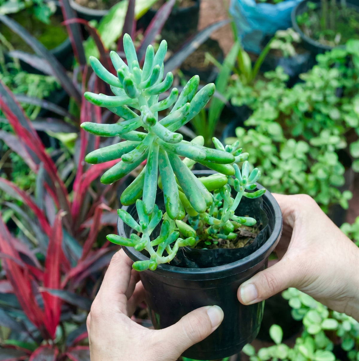 Sedum/Jelly Bean Succulent