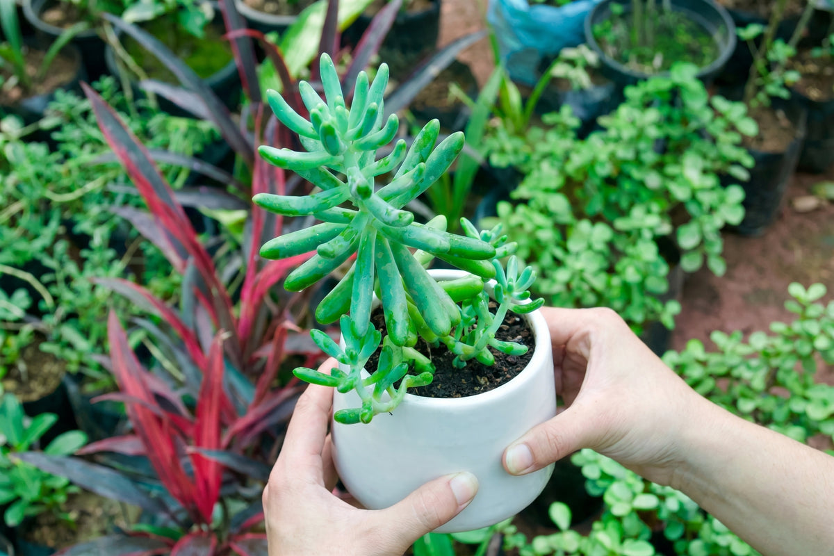 Sedum/Jelly Bean Succulent