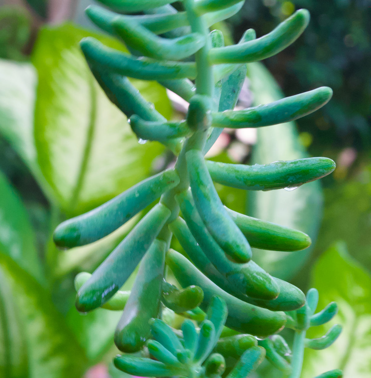 Sedum/Jelly Bean Succulent